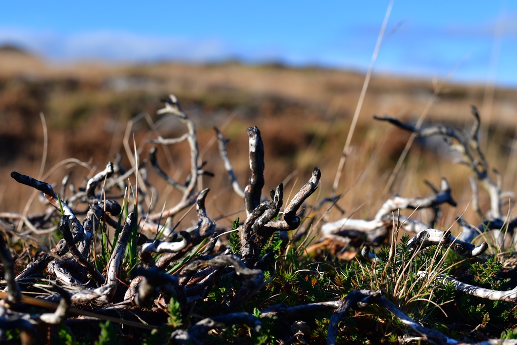 2018-11 Scotland/Glenuig/DSC_7093.JPG